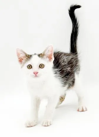 Paisley is so pretty thumbnail 5