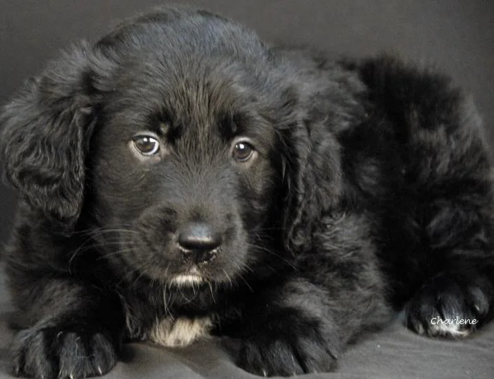 A baby medium-sized male White / Cream Australian Shepherd dog named Scribble for adoption in Newland, NC