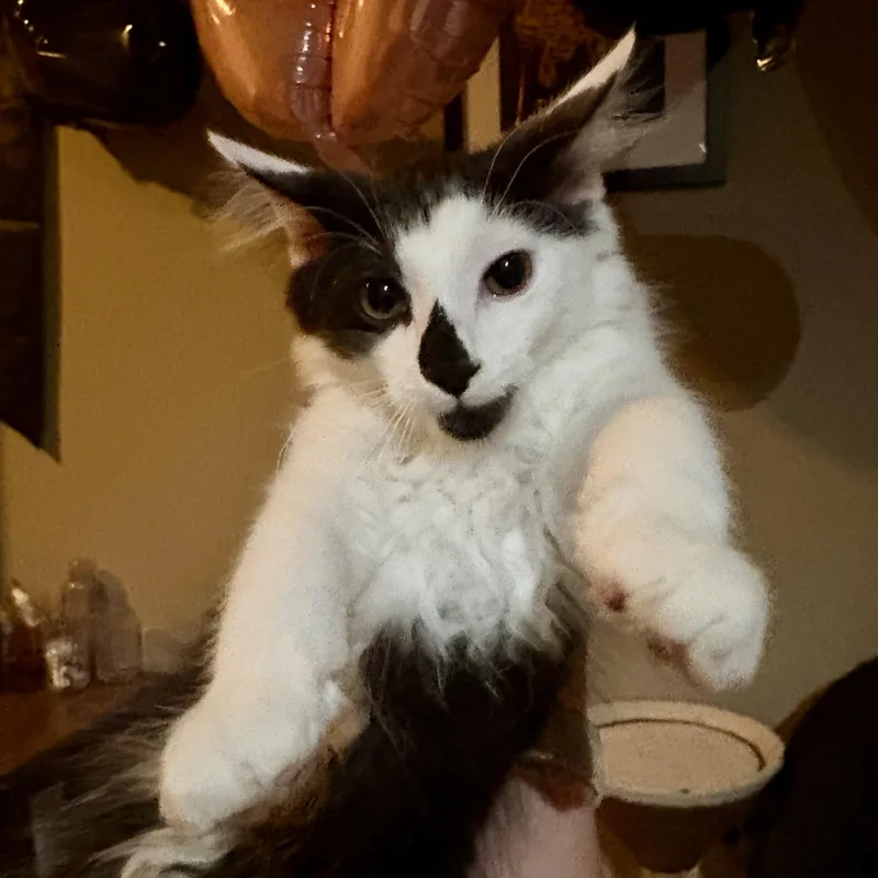 A baby medium-sized male Black & White / Tuxedo Domestic Medium Hair cat named Captain America for adoption in Richmond, VA