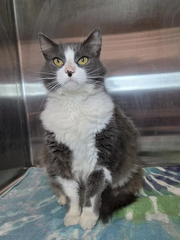 A senior large-sized male Domestic Short Hair cat named Cobweb for adoption in Millersville, MD