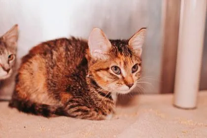 A young small-sized female Domestic Short Hair cat named A Pudding for adoption in North Charleston, SC