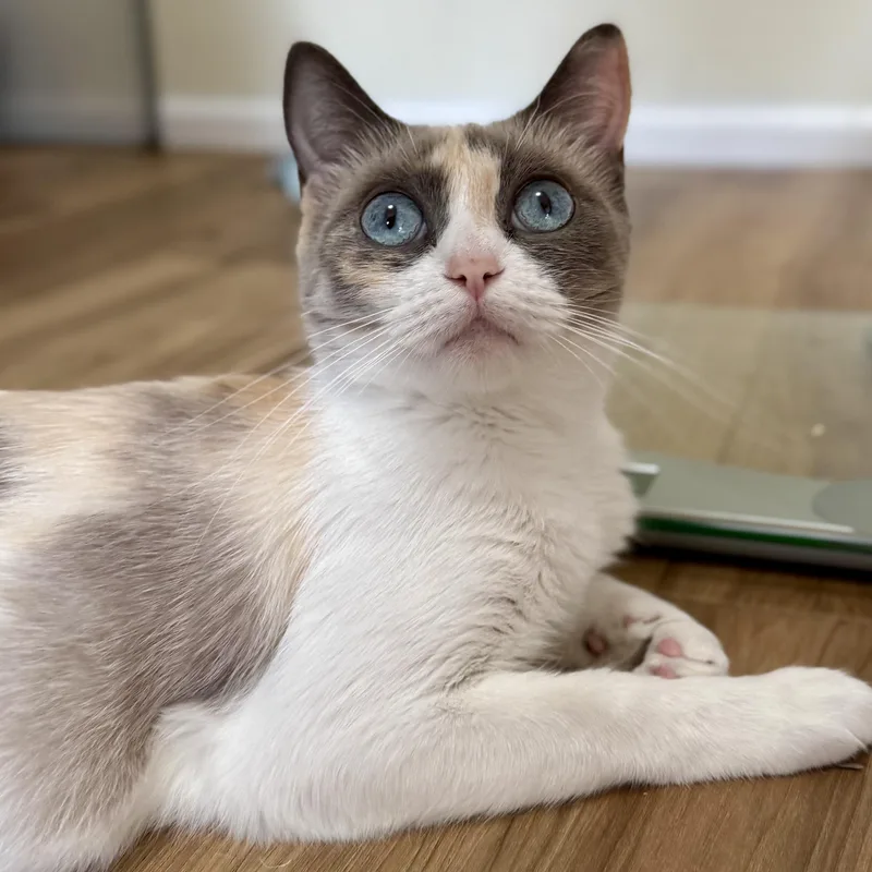 A young medium-sized female Dilute Calico cat named Willow for adoption in Springfield, OR