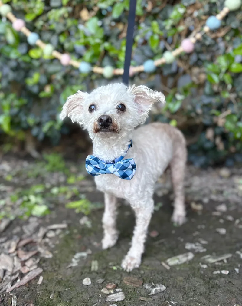 Mr. Miyagi thumbnail 2