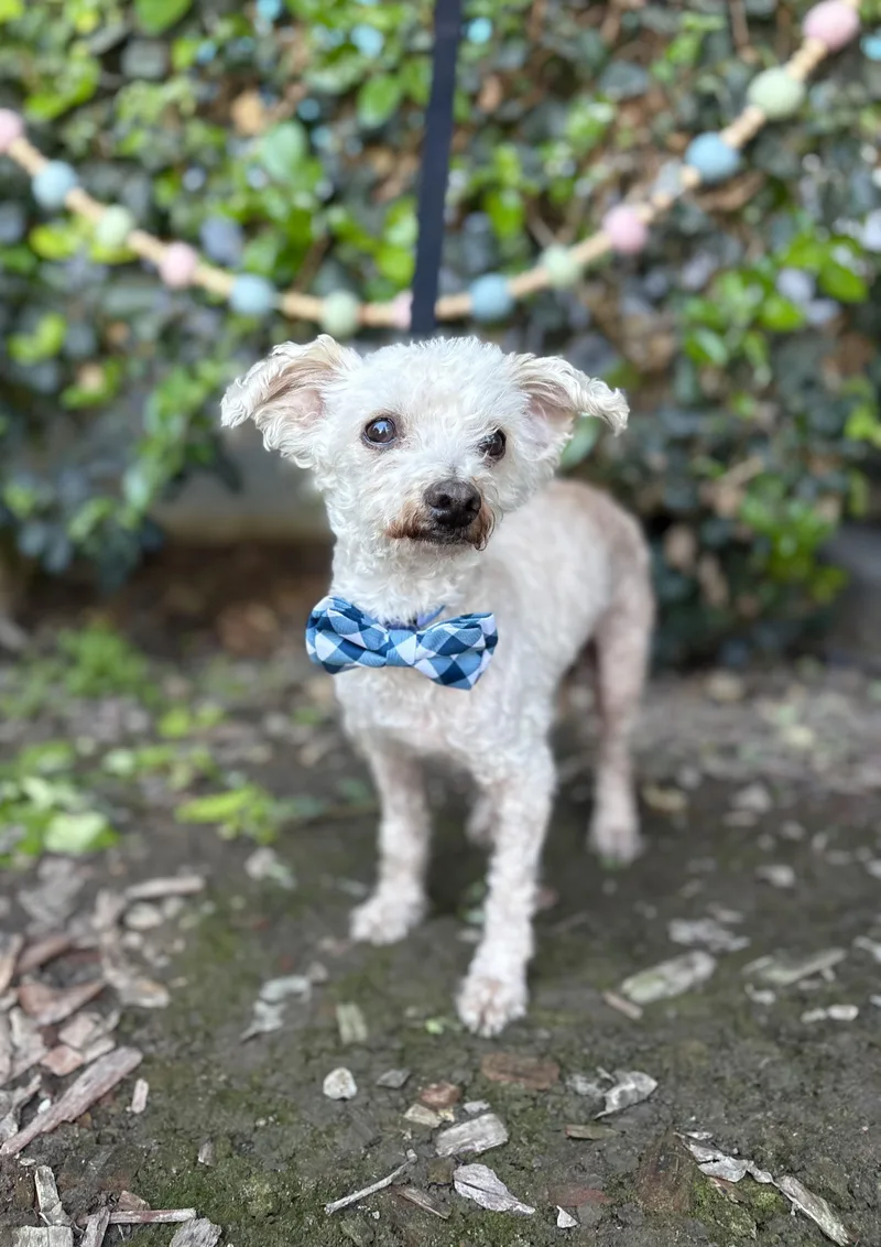 Mr. Miyagi thumbnail 3