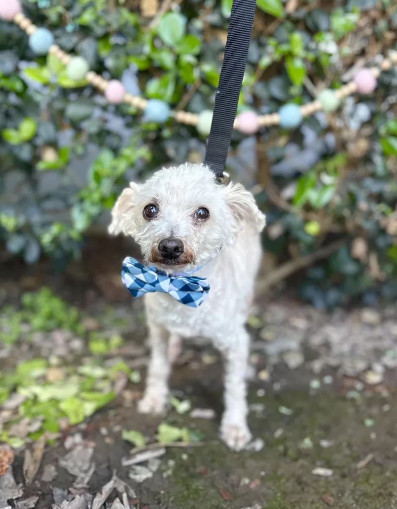 Mr. Miyagi thumbnail 4