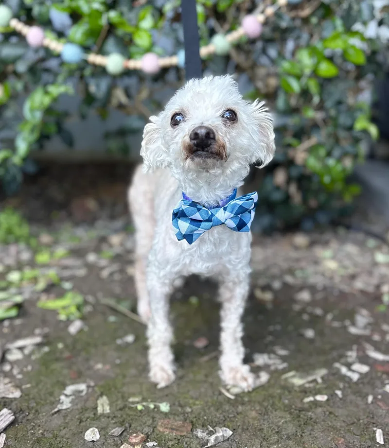 Mr. Miyagi thumbnail 5