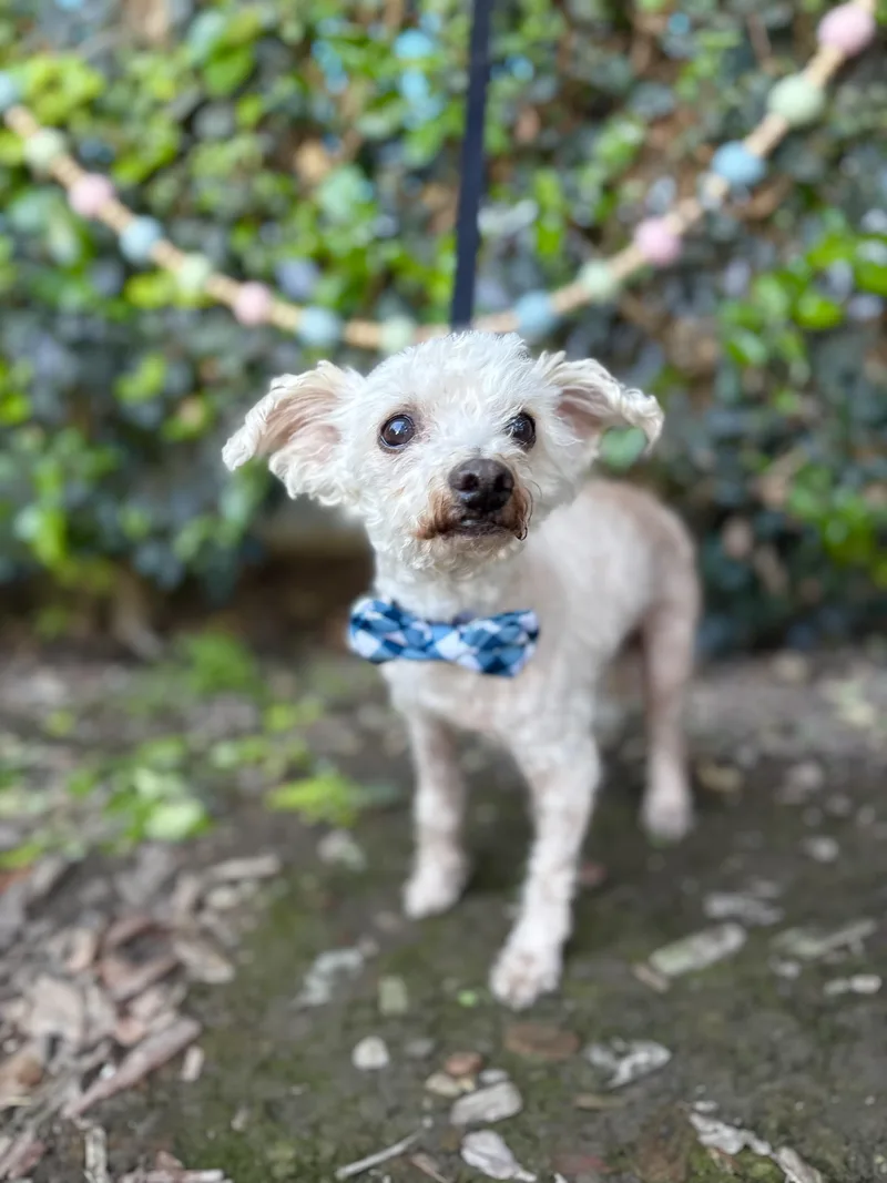 Mr. Miyagi thumbnail 6