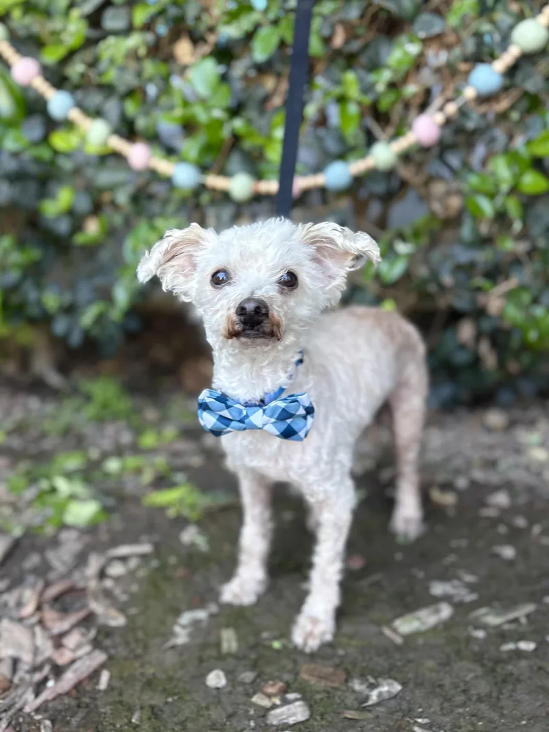 A senior small-sized male White / Cream Maltipoo dog named Mr. Miyagi for adoption in South El Monte, CA