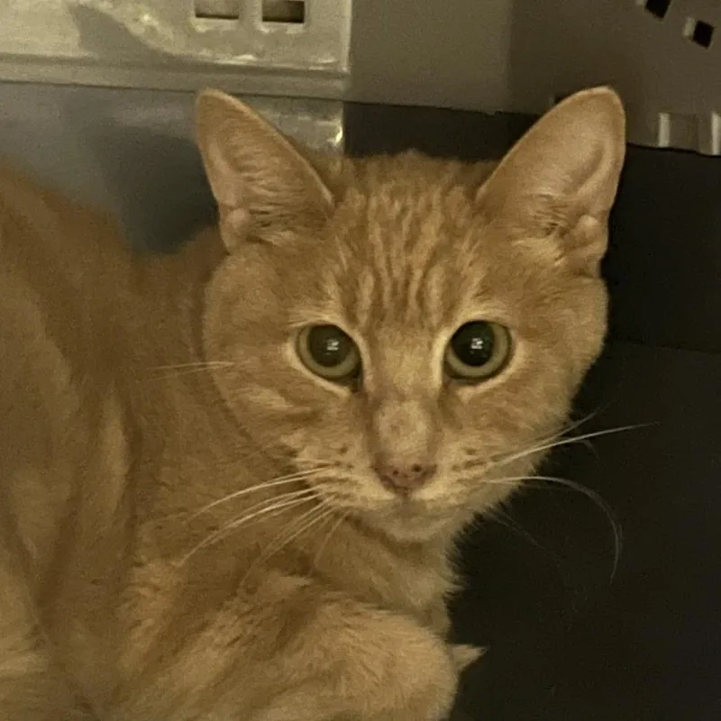 Elliot