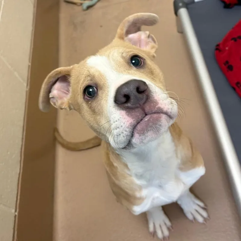 A young medium-sized male Yellow / Tan / Blond / Fawn Pit Bull Terrier dog named Georgie for adoption in Reno, NV