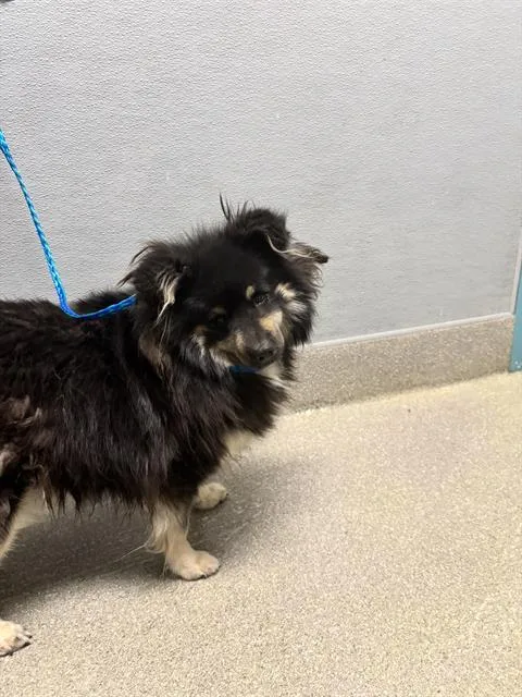 An adult medium-sized female Pomeranian dog named Labubu for adoption in Las Vegas, NV