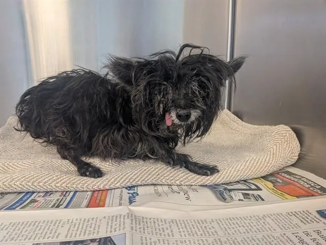 A senior small-sized female Yorkshire Terrier dog named Dazz for adoption in Lancaster, CA