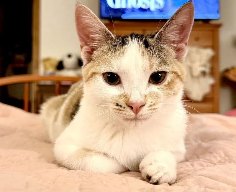 A baby small-sized female Domestic Short Hair cat named Misty for adoption in Lewisburg, PA