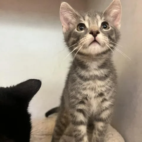 A baby small-sized male Gray / Blue / Silver Domestic Short Hair cat named Asher for adoption in Dayton, OH