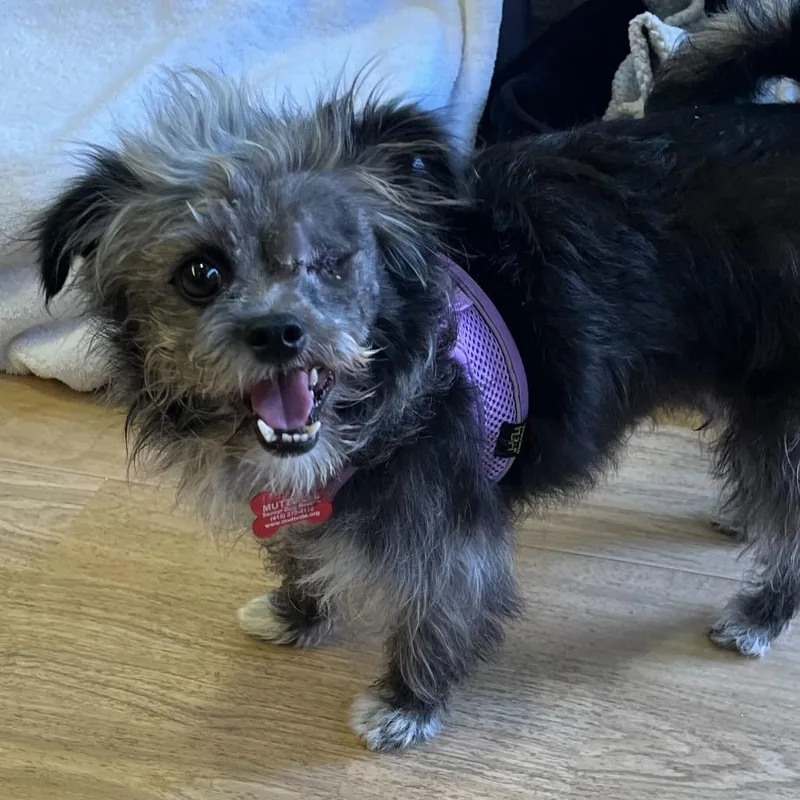 A senior small-sized female Gray / Blue / Silver Shih Tzu dog named Bell Bottom for adoption in San Francisco, CA
