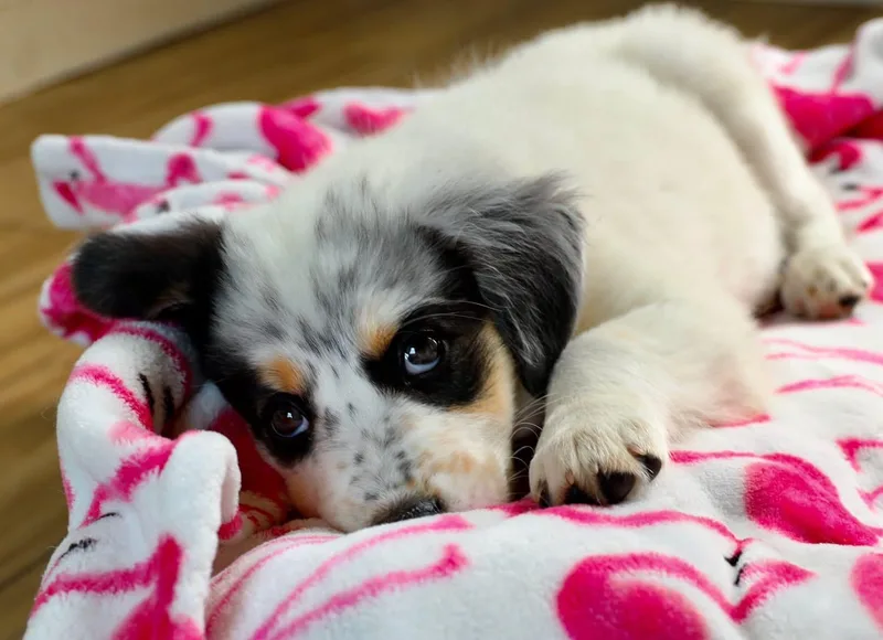 A baby medium-sized male Australian Shepherd dog named Poe for adoption in Southlake, TX