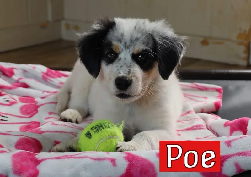 Poe thumbnail 3