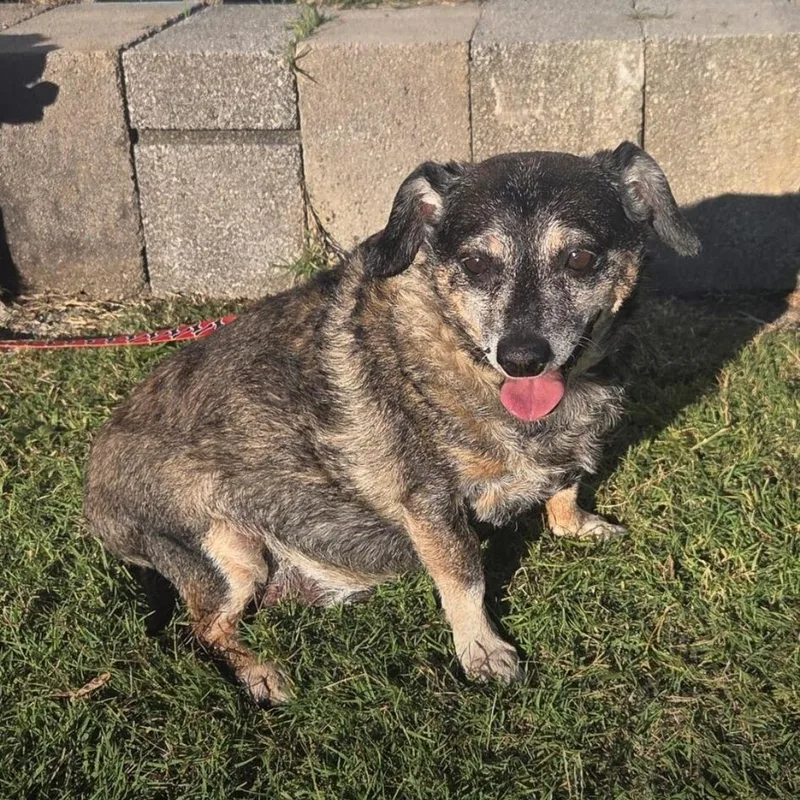 A senior medium-sized male Black Chiweenie dog named Luke for adoption in Maryville, TN