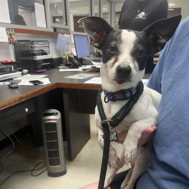 An adult small-sized male Black Mixed Breed dog named Shamrock for adoption in Columbus, GA