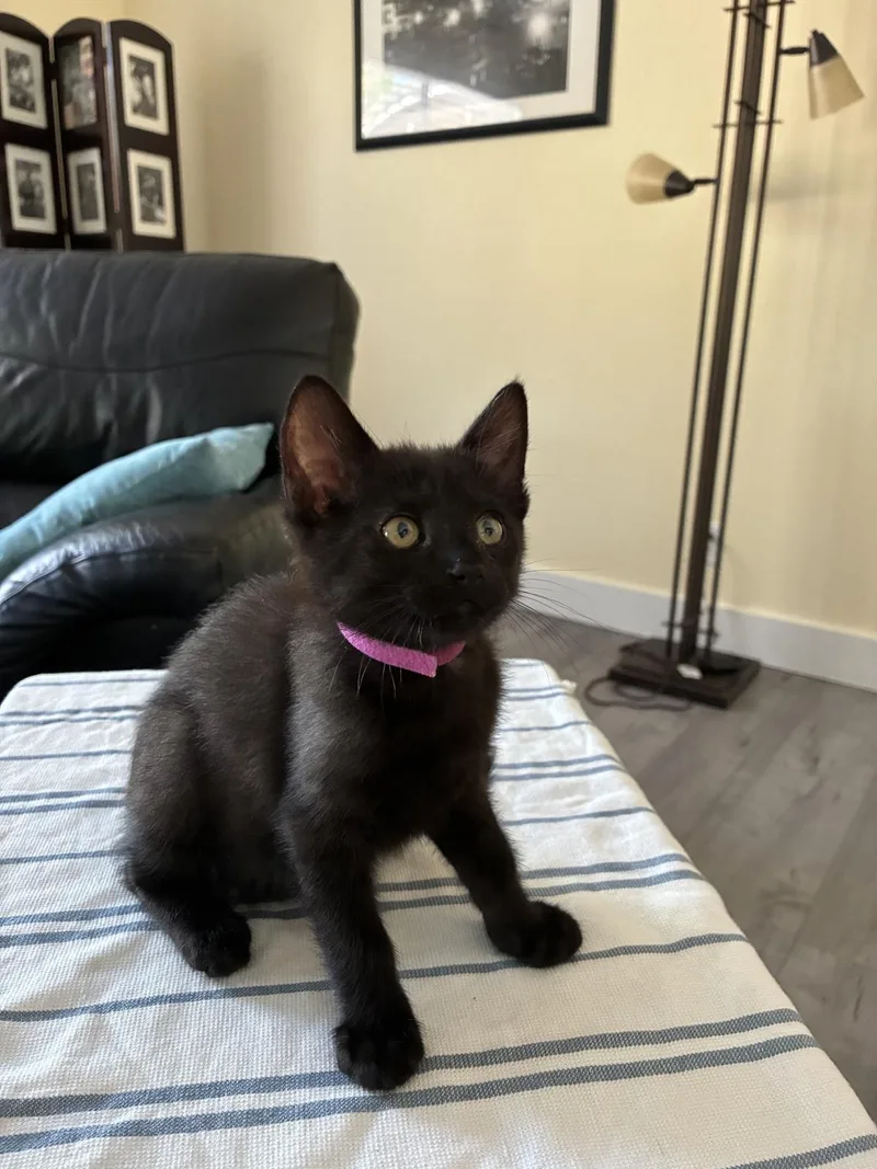 A baby small-sized female Domestic Short Hair cat named Pedigree for adoption in Lincoln, CA