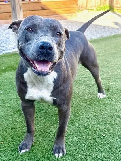 A young large-sized female Mixed Breed dog named Ophelia for adoption in Port Saint Joe, FL