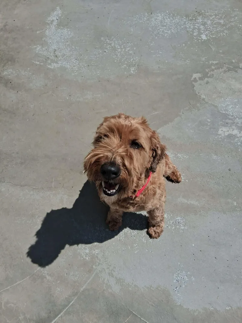 An adult medium-sized male Brown / Chocolate Wheaten Terrier dog named Charlie for adoption in Berryville, VA