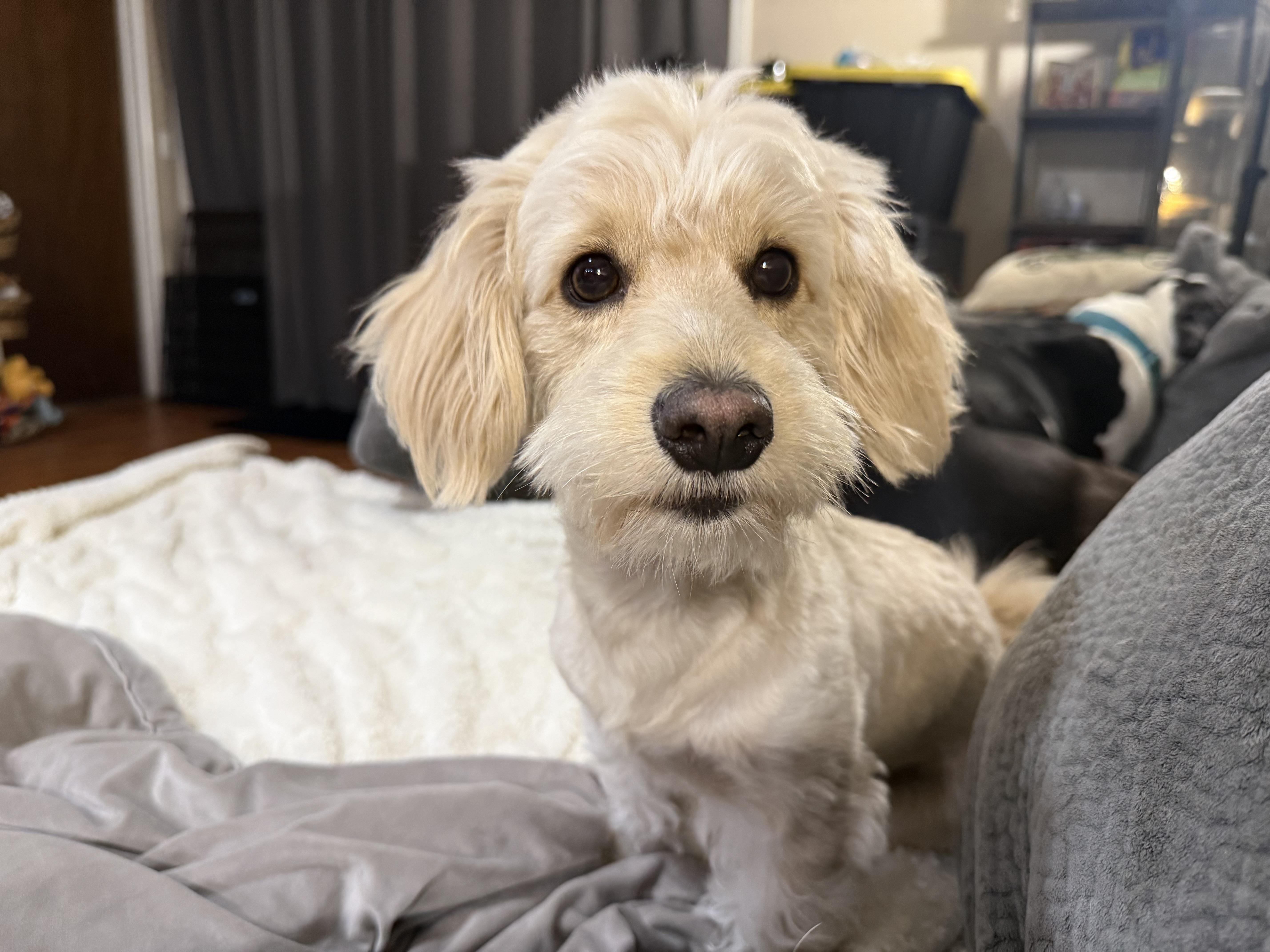 A young small-sized male Apricot / Beige Cockapoo dog named Chaco for adoption in Phoenix, AZ