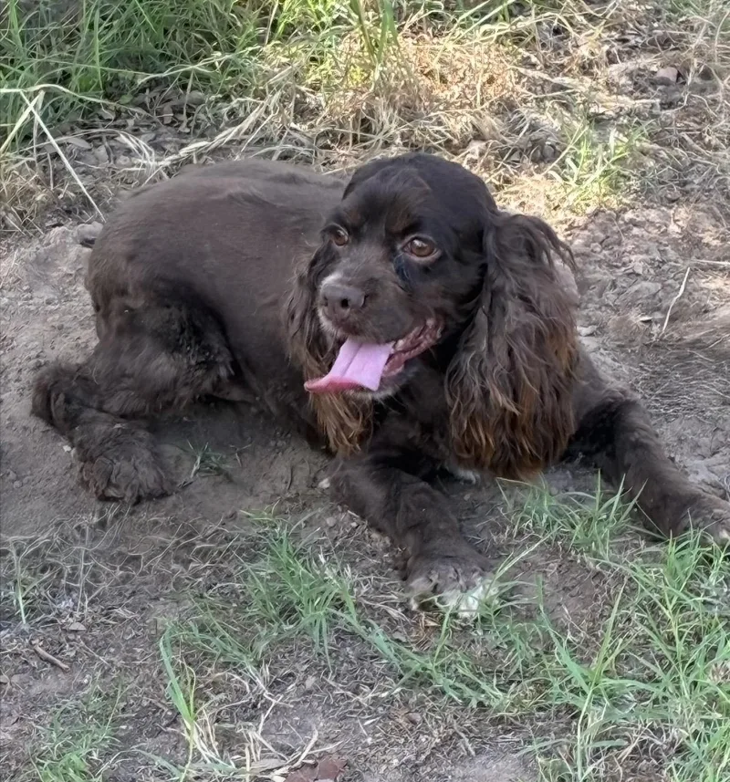 An adult small-sized female Brown / Chocolate Cocker Spaniel dog named Candy for adoption in Pelham, NH