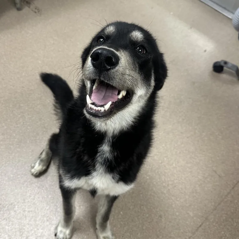 A young medium-sized male Black Siberian Husky dog named Espresso A for adoption in Mission Hills, CA