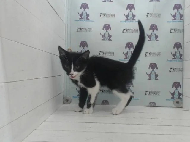 A baby small-sized male Domestic Short Hair cat named Brad for adoption in Orlando, FL