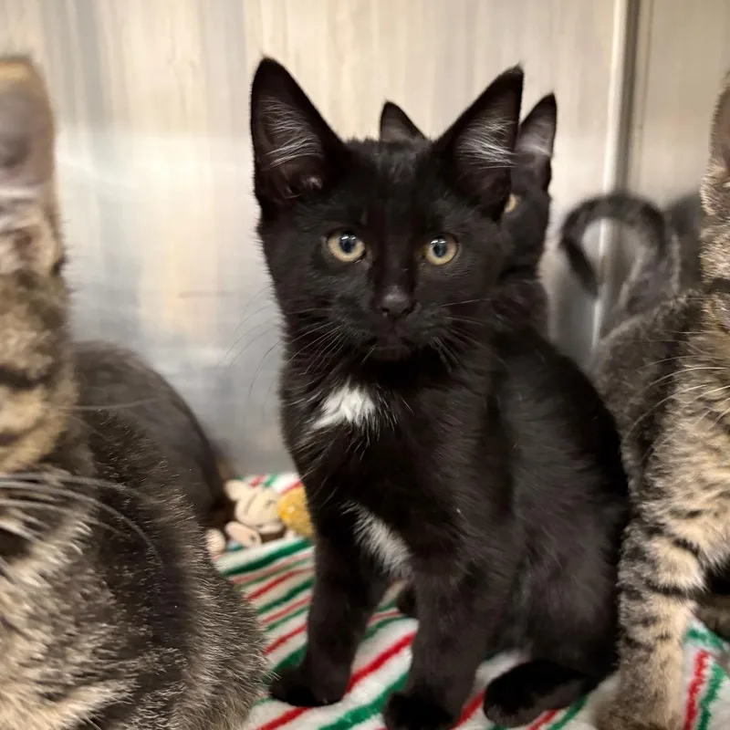 A baby small-sized female Domestic Medium Hair cat named Tabitha for adoption in Spokane, WA