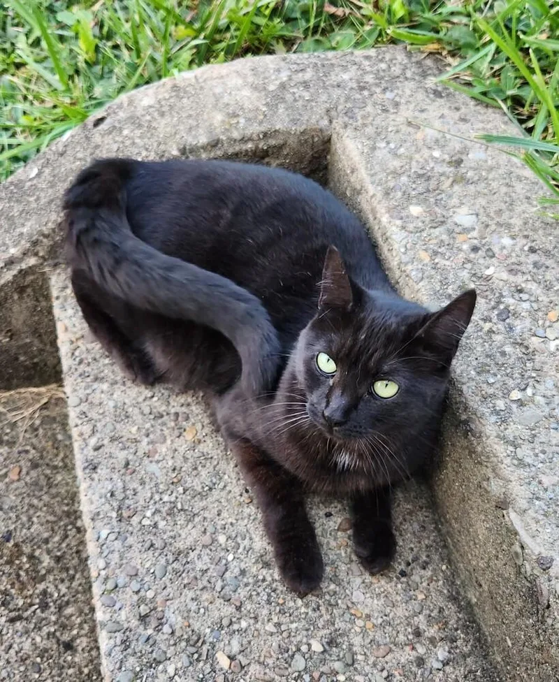 Dagger Aka Wildcard thumbnail 2