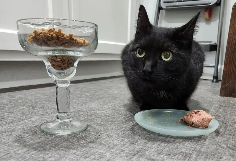 Dagger Aka Wildcard thumbnail 3