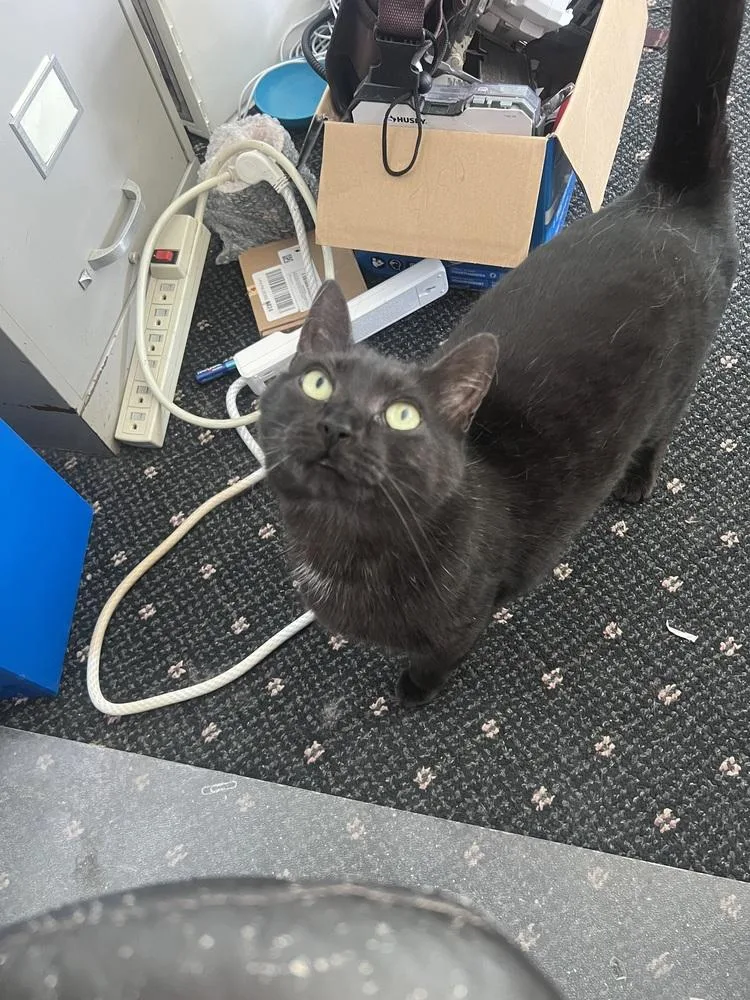 Dagger Aka Wildcard thumbnail 4