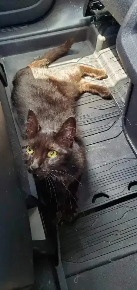 Dagger Aka Wildcard thumbnail 5