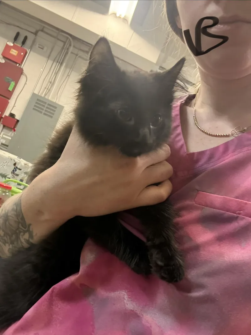A baby small-sized male Black Domestic Medium Hair cat named Star Crunch for adoption in Saint Charles, MO