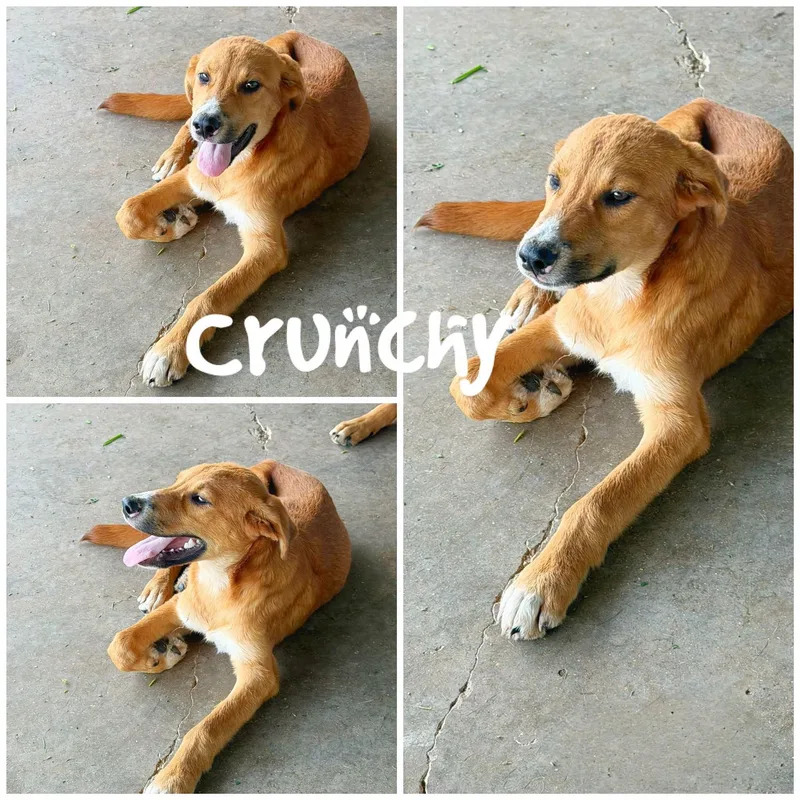 Crunchy