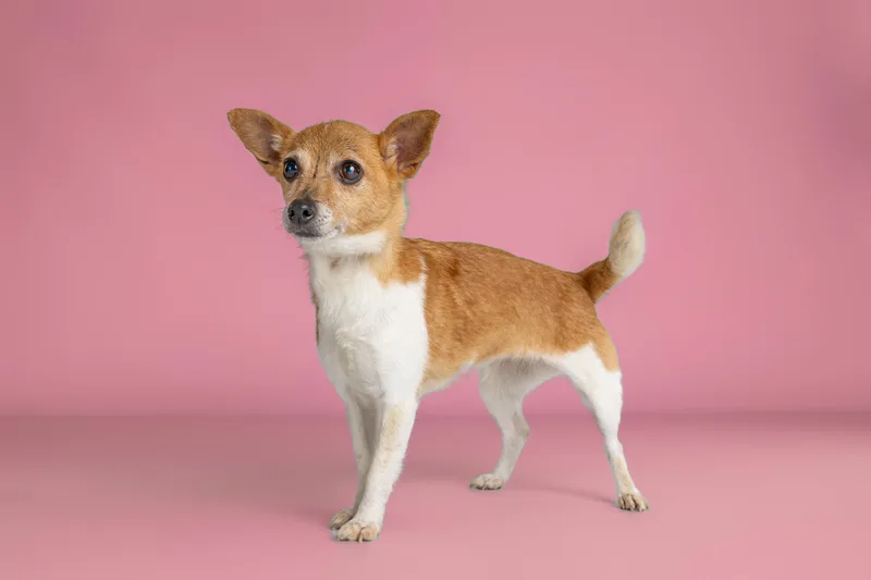An adult small-sized female Yellow / Tan / Blond / Fawn Chihuahua dog named Tina for adoption in Tyler, TX