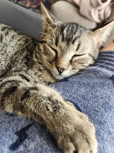 A baby medium-sized male Tabby (Brown / Chocolate) Domestic Short Hair cat named Kuzco for adoption in Mokena, IL