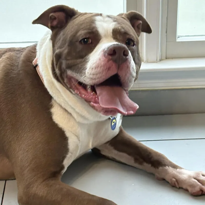 An adult large-sized female Mixed Breed dog named Diamond for adoption in Severn, MD