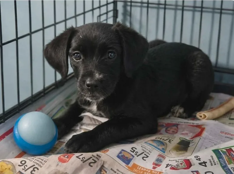 A baby medium-sized female Labrador Retriever dog named Dilly Dally for adoption in El Dorado, AR