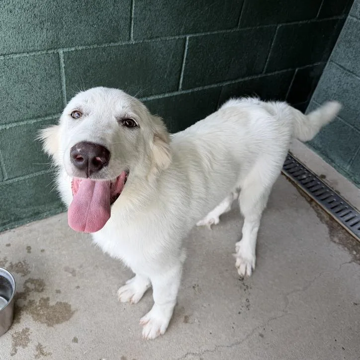 A baby medium-sized female White / Cream Great Pyrenees dog named Henhouse for adoption in Carencro, LA