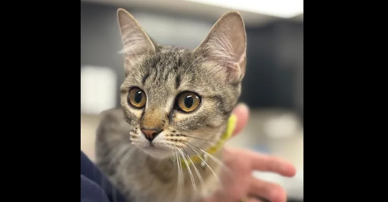 Knickerbocker Glory thumbnail 5