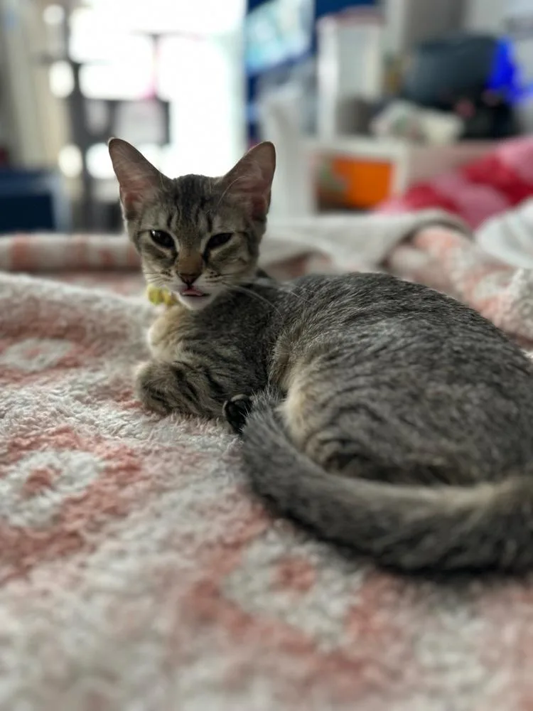 Knickerbocker Glory thumbnail 6