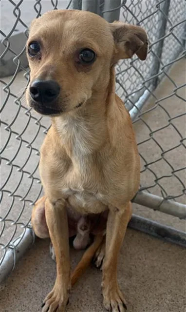 A young small-sized male Chihuahua dog named Bumblebee for adoption in Bakersfield, CA