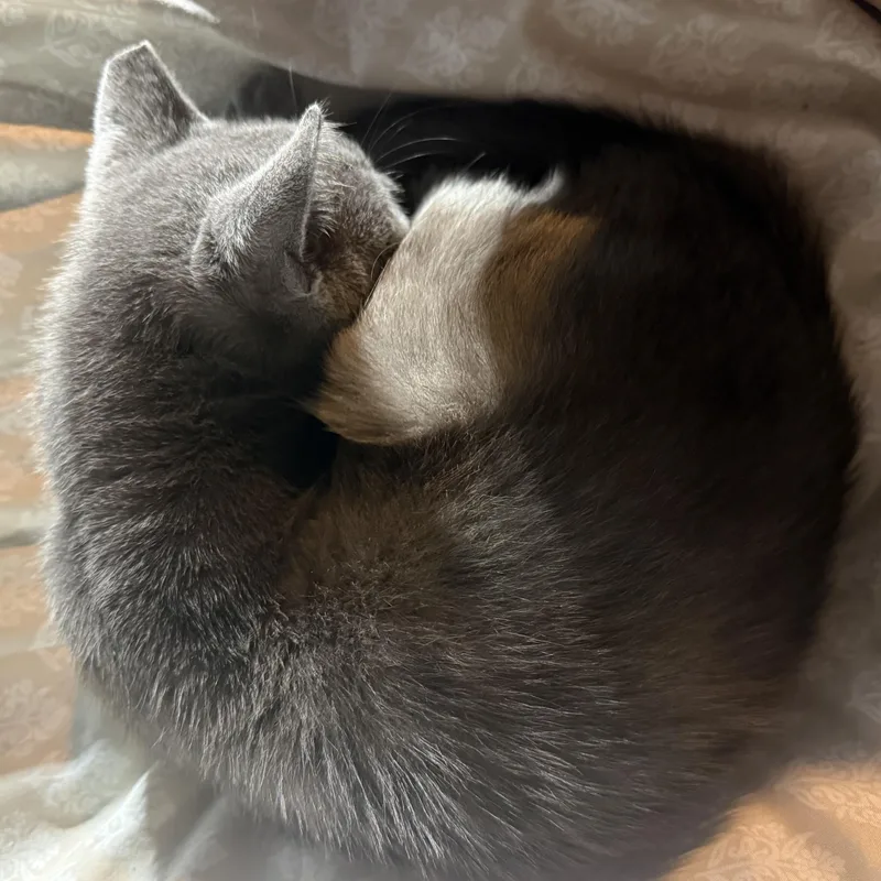 A young medium-sized female Gray / Blue / Silver Domestic Short Hair cat named Charcoal for adoption in Anderson, IN