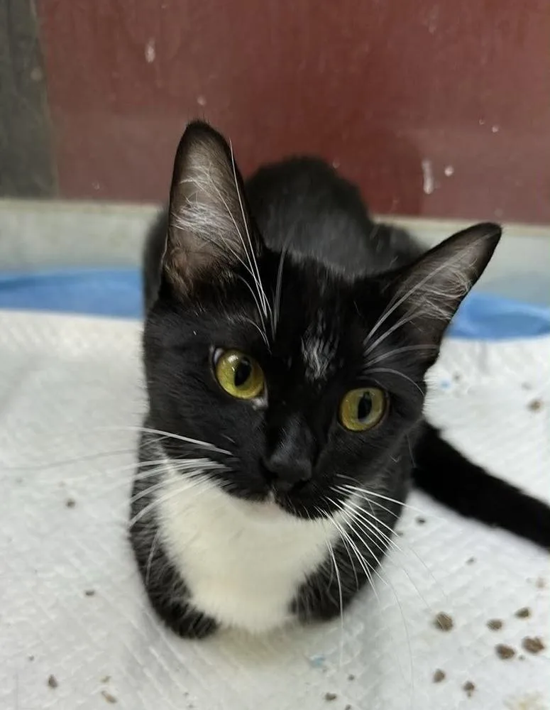 A young medium-sized female Domestic Short Hair cat named Formal for adoption in Bolivar, MO