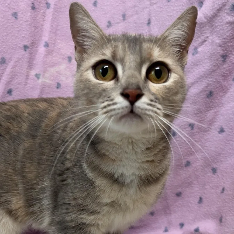 A young medium-sized female Gray / Blue / Silver American Shorthair cat named Shimmer for adoption in Monroeville, AL