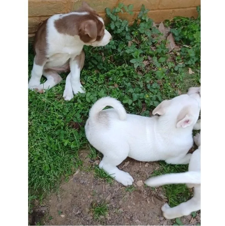 Francisco thumbnail 2