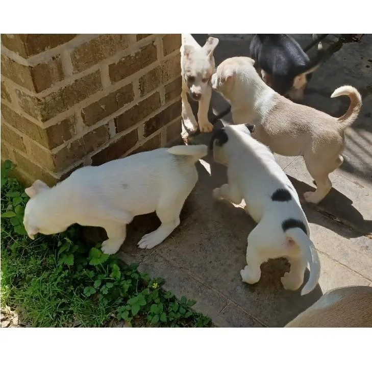 Francisco thumbnail 4